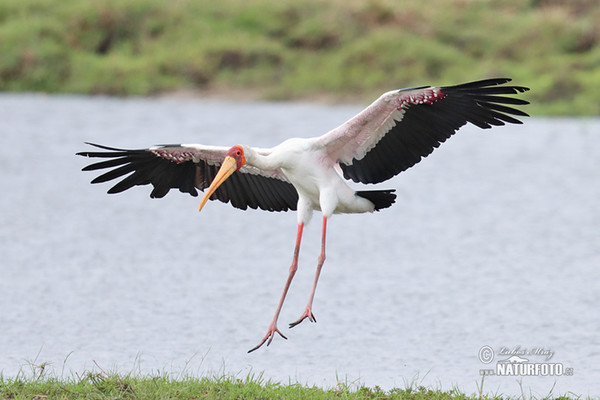 Nimmersatt (Mycteria ibis)