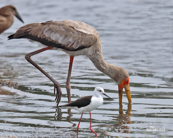 Nimmersatt (Mycteria ibis)