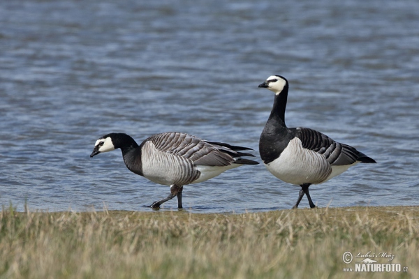 Nonnengans (Branta leucopsis)