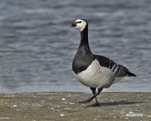 Nonnengans (Branta leucopsis)