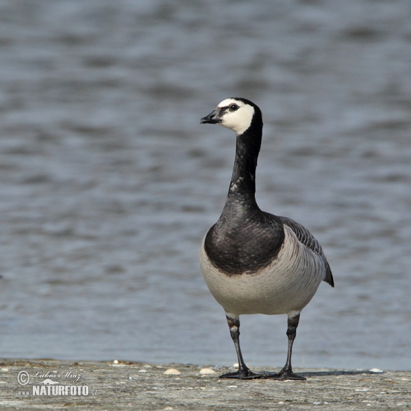 Nonnengans (Branta leucopsis)