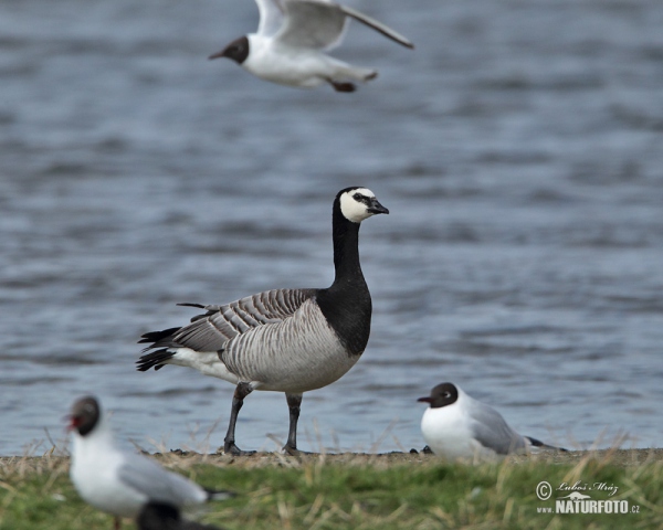 Nonnengans (Branta leucopsis)