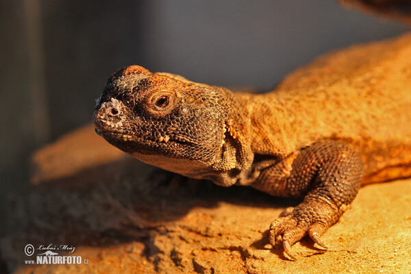 Nordafrikanische dornschwanzageme (Uromastyx acanthinura)