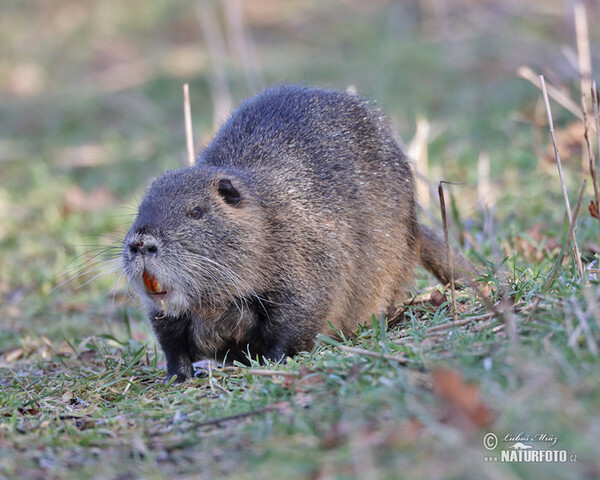 Nutria, Sumpfbiber (Myocastor coypus)