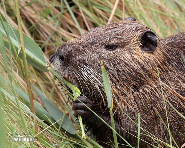 Nutria, Sumpfbiber (Myocastor coypus)