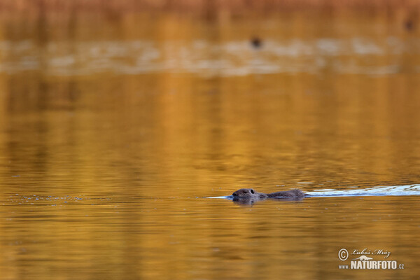 Nutria, Sumpfbiber (Myocastor coypus)