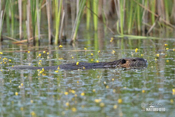 Nutria, Sumpfbiber (Myocastor coypus)