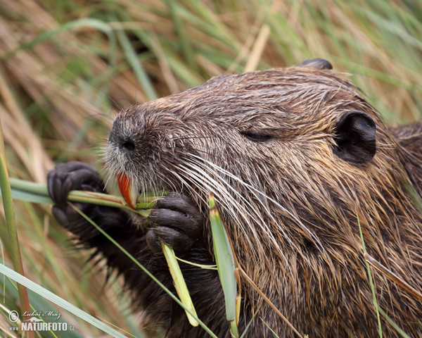 Nutria, Sumpfbiber (Myocastor coypus)