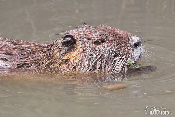 Nutria, Sumpfbiber (Myocastor coypus)