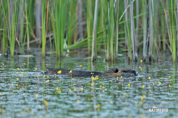 Nutria, Sumpfbiber (Myocastor coypus)