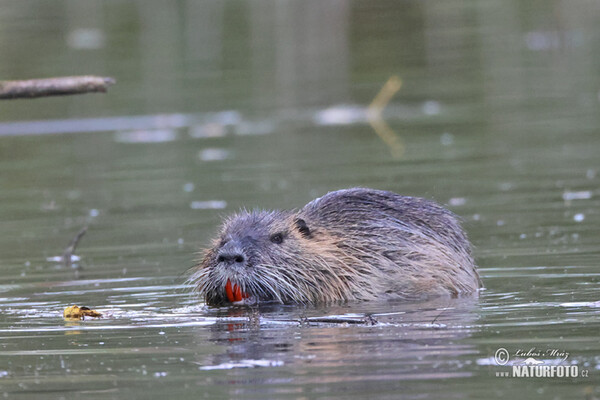 Nutria, Sumpfbiber (Myocastor coypus)