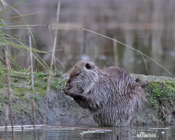 Nutria, Sumpfbiber (Myocastor coypus)