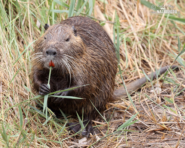 Nutria, Sumpfbiber (Myocastor coypus)