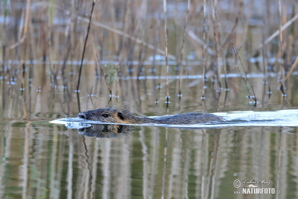 Nutria, Sumpfbiber (Myocastor coypus)