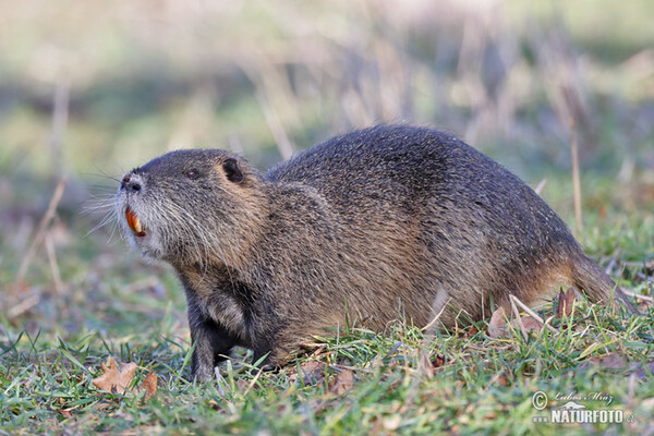 Nutria, Sumpfbiber (Myocastor coypus)