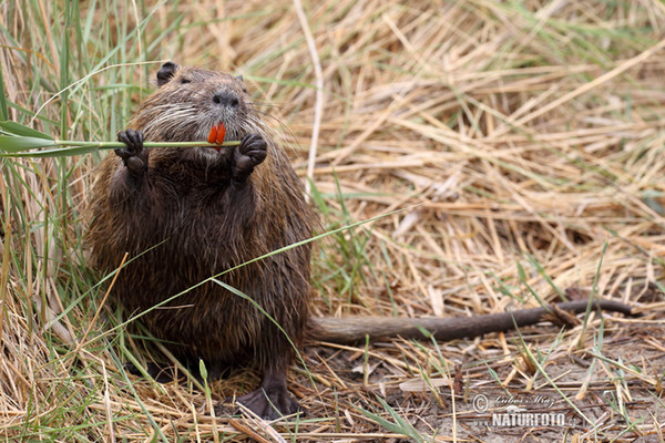 Nutria, Sumpfbiber (Myocastor coypus)