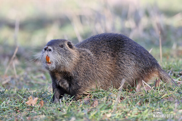 Nutria, Sumpfbiber (Myocastor coypus)