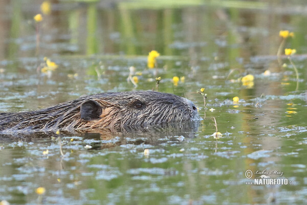 Nutria, Sumpfbiber (Myocastor coypus)