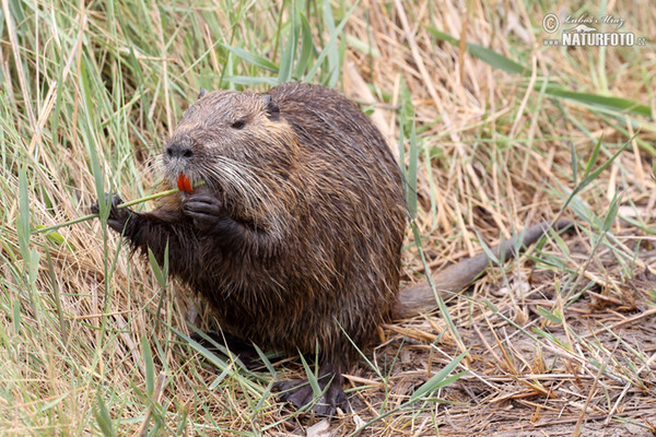 Nutria, Sumpfbiber (Myocastor coypus)