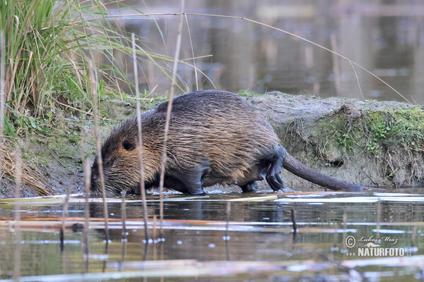 Nutria, Sumpfbiber (Myocastor coypus)