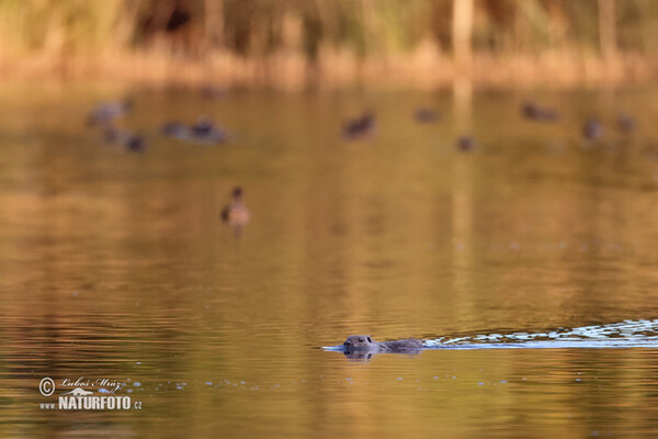 Nutria, Sumpfbiber (Myocastor coypus)