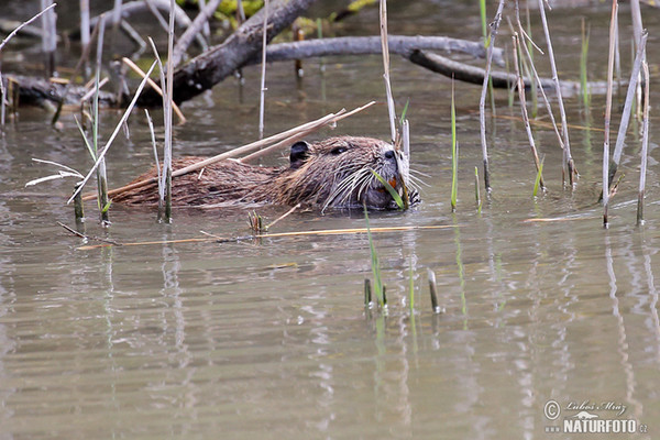 Nutria, Sumpfbiber (Myocastor coypus)