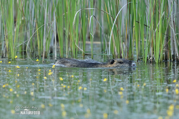 Nutria, Sumpfbiber (Myocastor coypus)