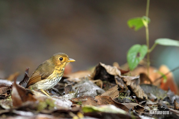 Ockerbrust-Ameisenpitta (Grallaricula flavirostris)