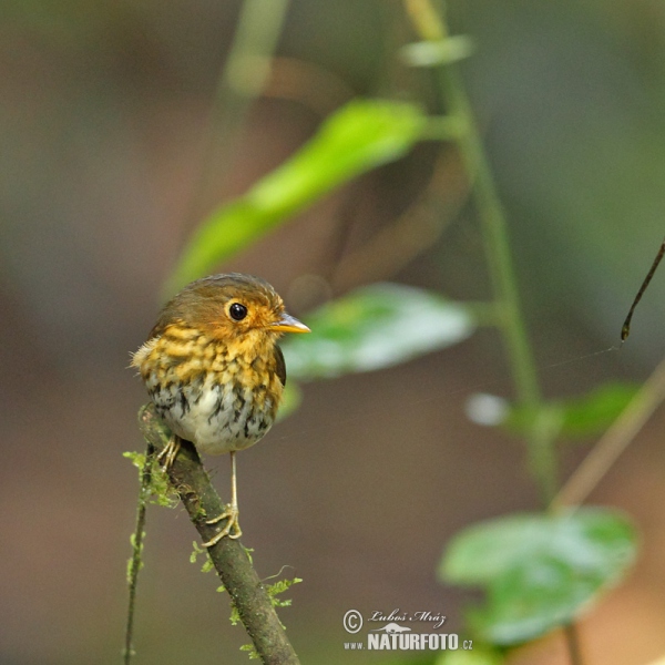 Ockerbrust-Ameisenpitta (Grallaricula flavirostris)