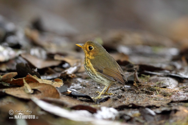 Ockerbrust-Ameisenpitta (Grallaricula flavirostris)