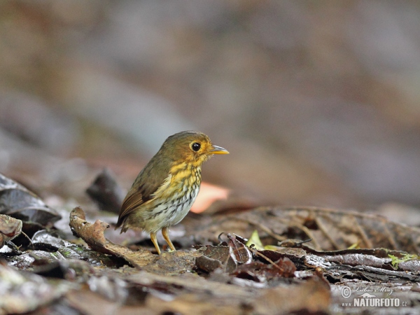 Ockerbrust-Ameisenpitta (Grallaricula flavirostris)