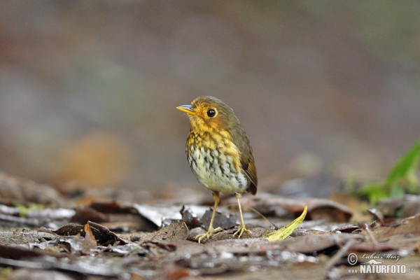 Ockerbrust-Ameisenpitta (Grallaricula flavirostris)