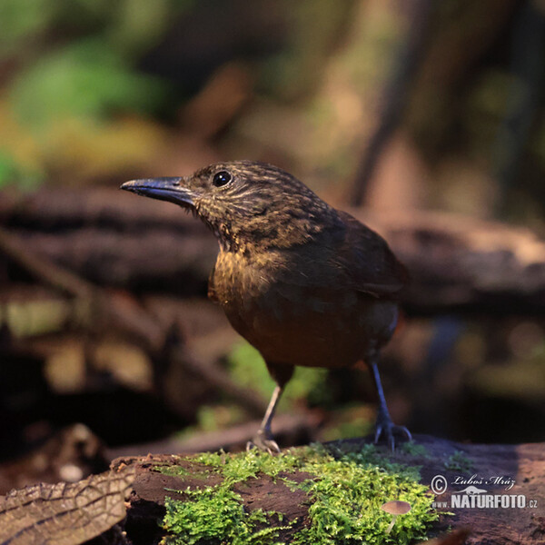 Octerkinn-Baumspäher (Thripadectes virgaticeps)