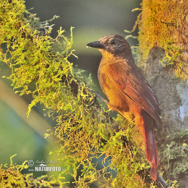 Octerkinn-Baumspäher (Thripadectes virgaticeps)