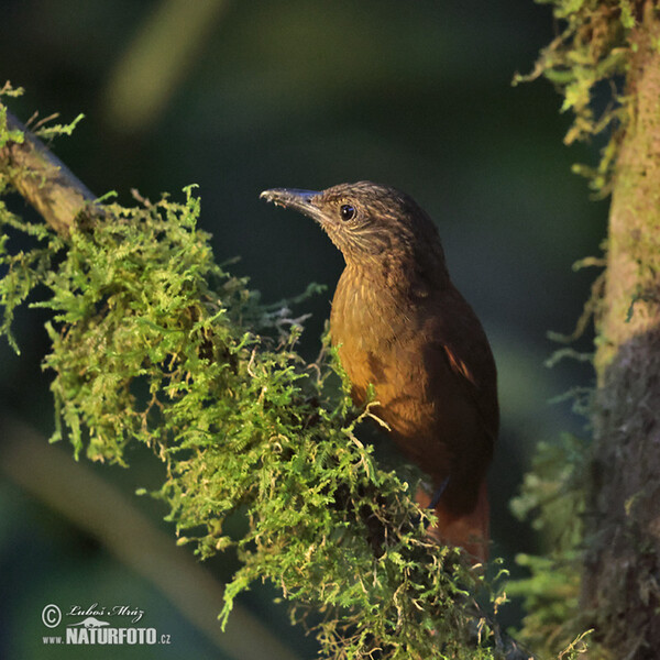 Octerkinn-Baumspäher (Thripadectes virgaticeps)