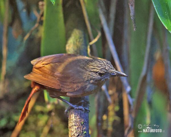 Octerkinn-Baumspäher (Thripadectes virgaticeps)