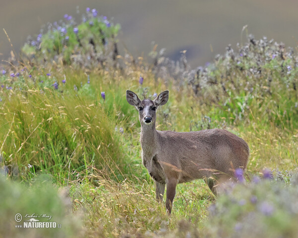 Odocoileus virginianus peruvianus (Odocoileus virginianus peruvianus)