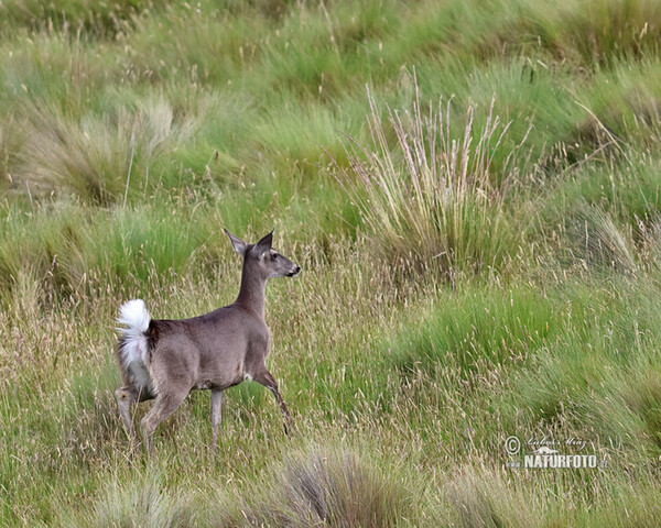 Odocoileus virginianus peruvianus (Odocoileus virginianus peruvianus)