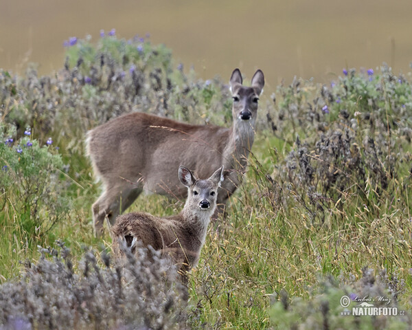 Odocoileus virginianus peruvianus (Odocoileus virginianus peruvianus)