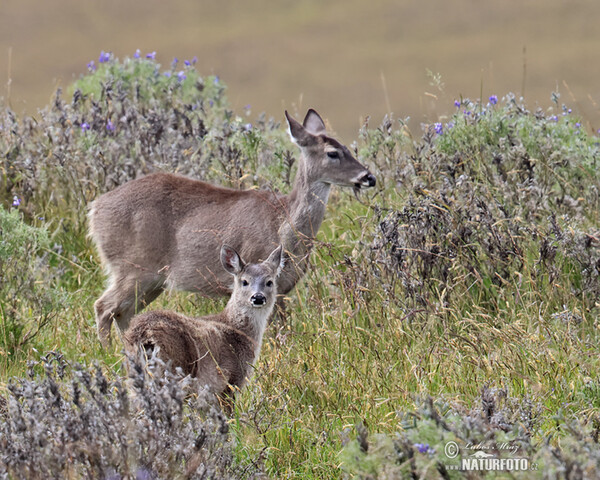 Odocoileus virginianus peruvianus (Odocoileus virginianus peruvianus)