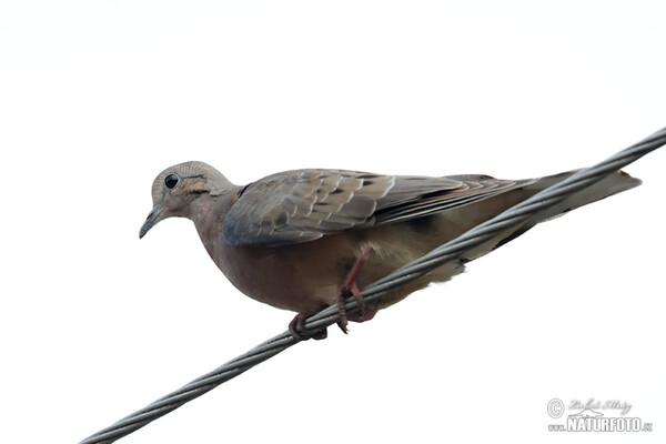 Ohrflecktaube (Zenaida auriculata)