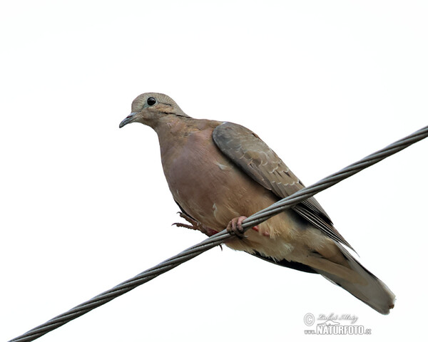 Ohrflecktaube (Zenaida auriculata)