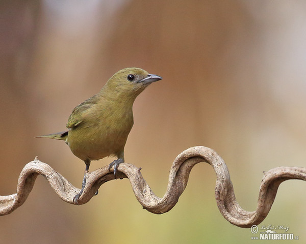 Olivtangare (Orthogonys chloricterus)