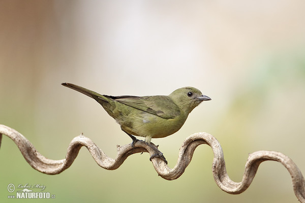 Olivtangare (Orthogonys chloricterus)