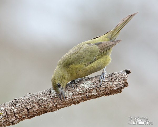 Olivtangare (Orthogonys chloricterus)