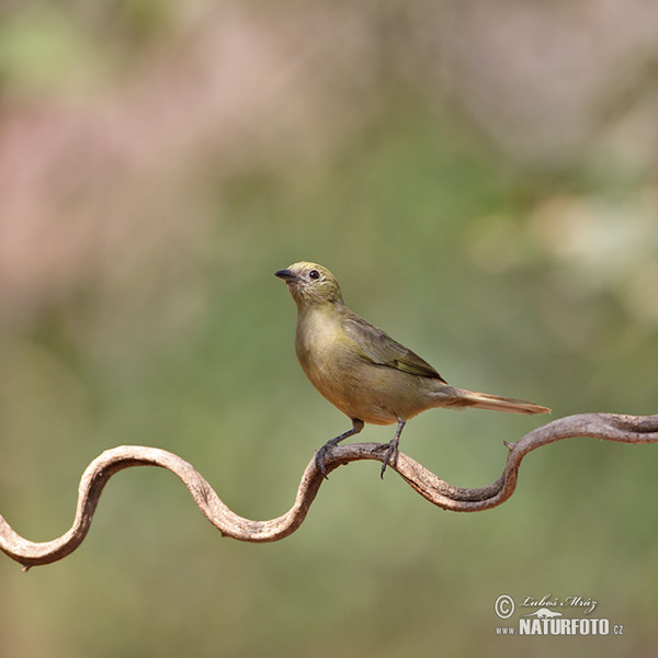 Olivtangare (Orthogonys chloricterus)