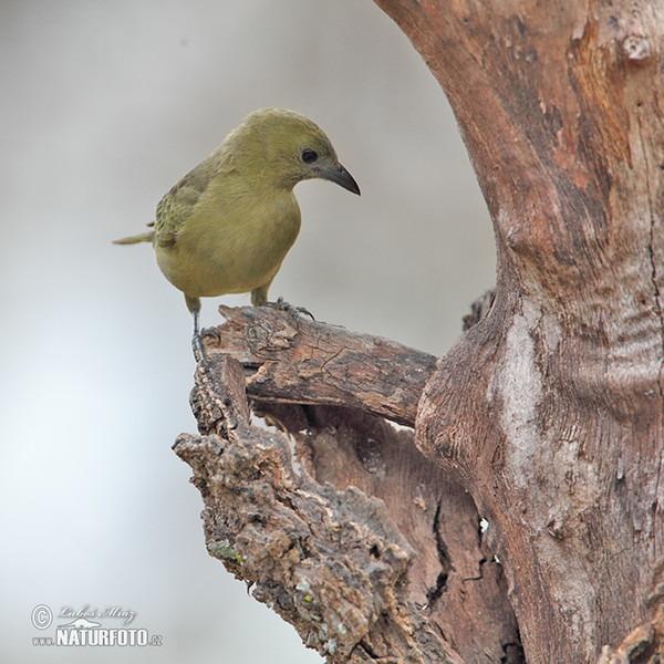 Olivtangare (Orthogonys chloricterus)