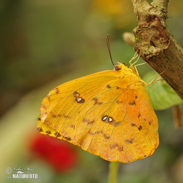 Orange-Gebänderter Schwefelfalter (Phoebis philea)