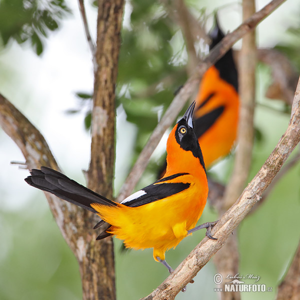 Orangerückentrupial (Icterus croconotus)