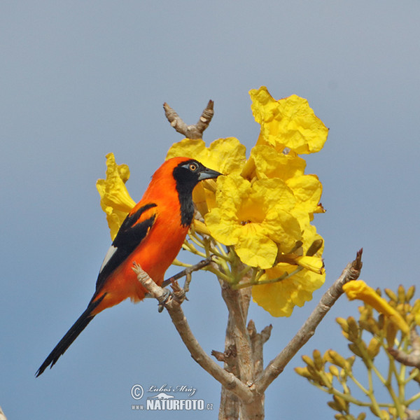 Orangerückentrupial (Icterus croconotus)